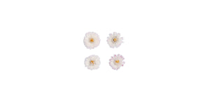 Vier kandierte Gänseblümchen